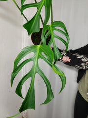Monstera Burle Marx Flame Adult