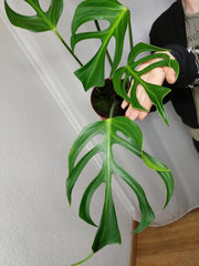 Monstera Burle Marx Flame Adult