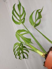 Monstera Burle Marx Flame Adult