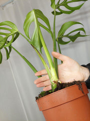 Monstera Burle Marx Flame Adult