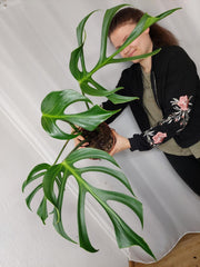 Monstera Burle Marx Flame Adult