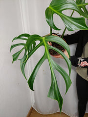 Monstera Burle Marx Flame Adult