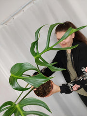 Monstera Burle Marx Flame Adult