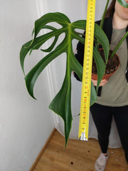 Monstera Burle Marx Flame Adult