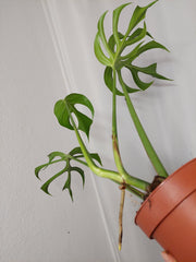 Monstera Burle Marx Flame Adult