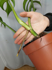 Monstera Burle Marx Flame Adult