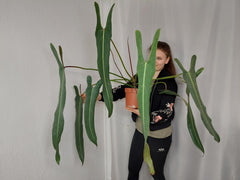 Philodendron Spiritus Sancti Adult