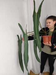 Philodendron Spiritus Sancti Adult
