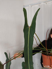Philodendron Spiritus Sancti Adult