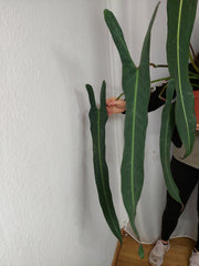 Philodendron Spiritus Sancti Adult