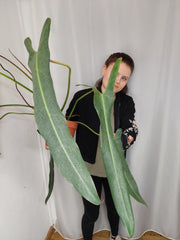 Philodendron Spiritus Sancti Adult