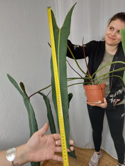 Philodendron Spiritus Sancti Adult