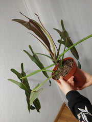 Philodendron Spiritus Sancti Adult