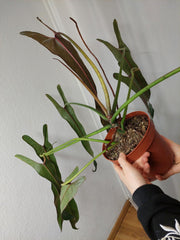 Philodendron Spiritus Sancti Adult