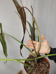 Philodendron Spiritus Sancti Adult