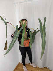 Philodendron Spiritus Sancti Adult