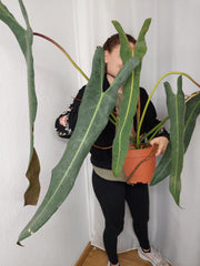 Philodendron Spiritus Sancti Adult