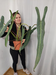Philodendron Spiritus Sancti Adult