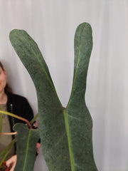 Philodendron Spiritus Sancti Adult