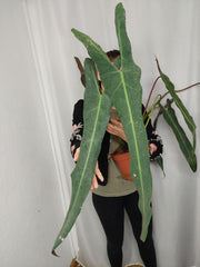 Philodendron Spiritus Sancti Adult