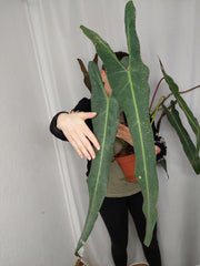 Philodendron Spiritus Sancti Adult