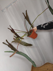 Philodendron Spiritus Sancti Adult