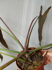 Philodendron Spiritus Sancti Adult