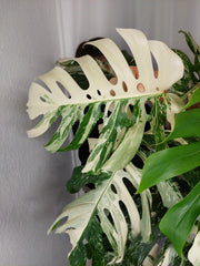 Monstera Variegata buschig