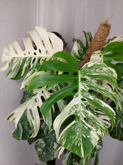Monstera Variegata buschig