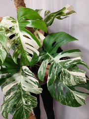 Monstera Variegata buschig