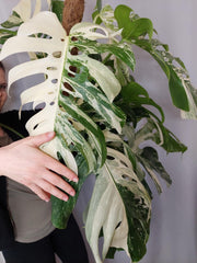 Monstera Variegata buschig
