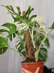 Monstera Variegata buschig