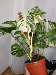 Monstera Variegata buschig