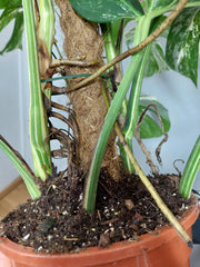 Monstera Variegata buschig