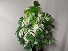 Monstera Variegata buschig