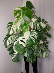 Monstera Variegata buschig