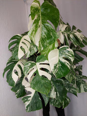 Monstera Variegata buschig