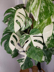 Monstera Variegata buschig