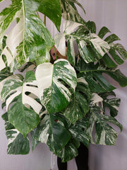 Monstera Variegata buschig