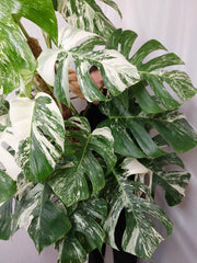 Monstera Variegata buschig