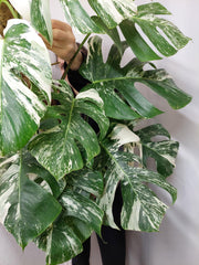Monstera Variegata buschig