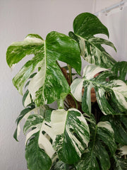 Monstera Variegata buschig