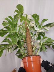 Monstera Variegata buschig