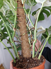 Monstera Variegata buschig