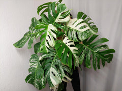 Monstera Variegata buschig