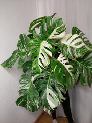 Monstera Variegata buschig