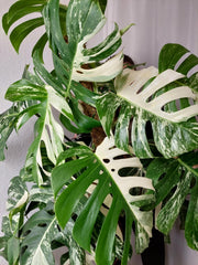 Monstera Variegata buschig