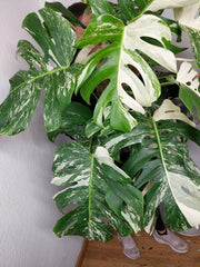 Monstera Variegata buschig