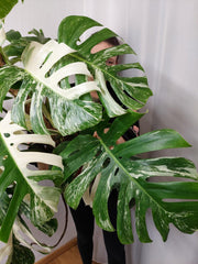Monstera Variegata buschig