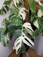 Monstera Variegata buschig
